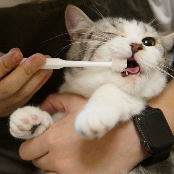 Pet Cat Toothbrush Cleaning Teeth Remove Bad Toothpaste NYANKO CARE